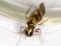 Epicaecilius pilipennis